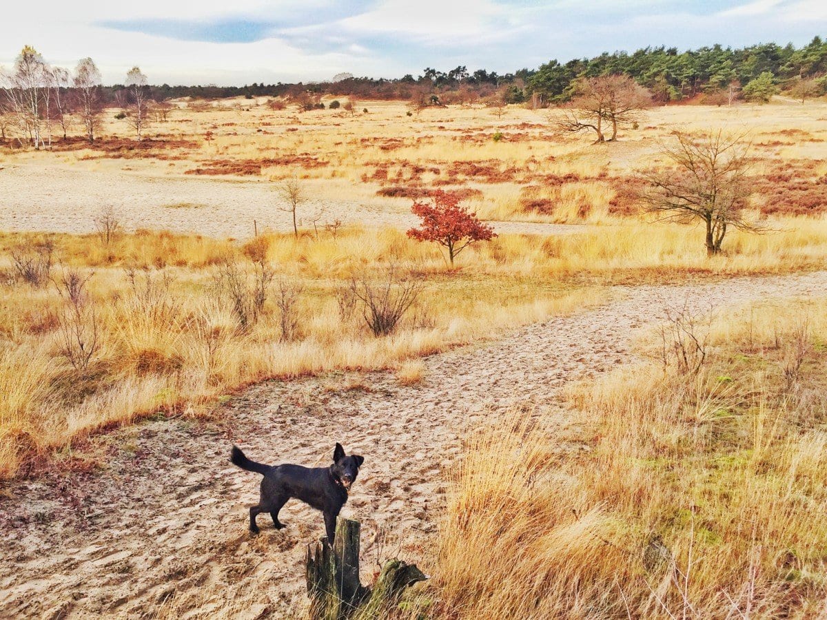 loonse en drunense duinen-The Hike-7