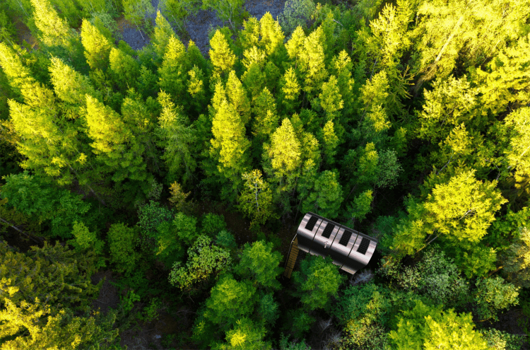 Tree Tents