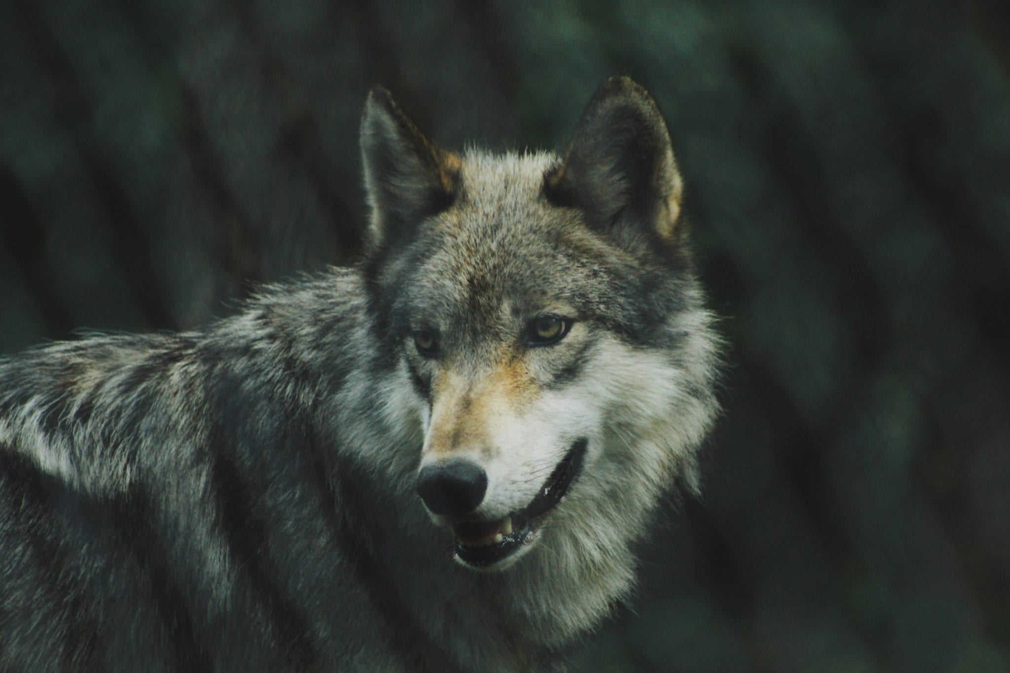 De wolf heeft zich definitief in Nederland gevestigd!