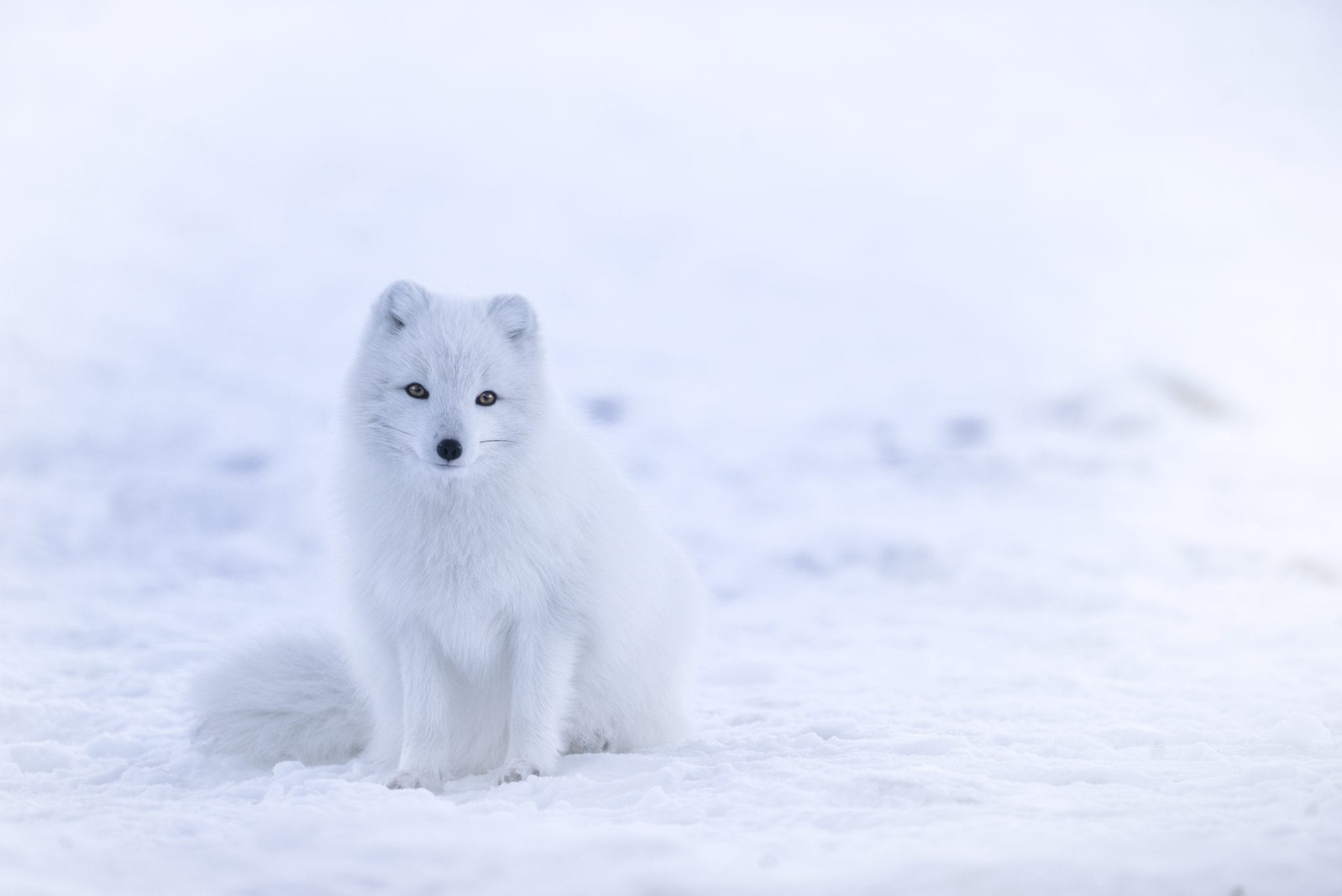 Artic Fox Initiative