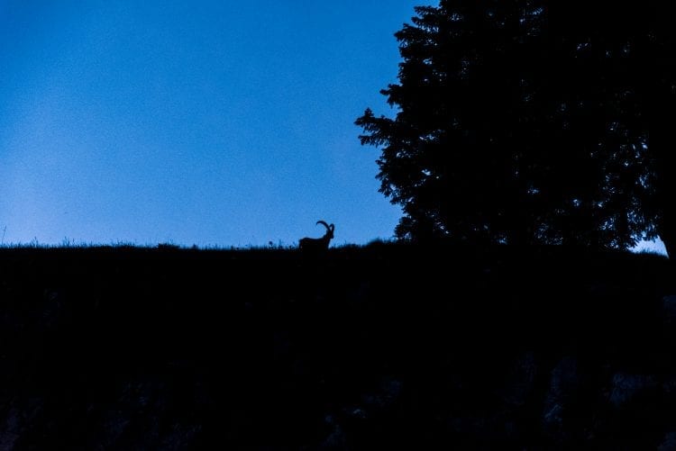 Vorarlberg steenbok