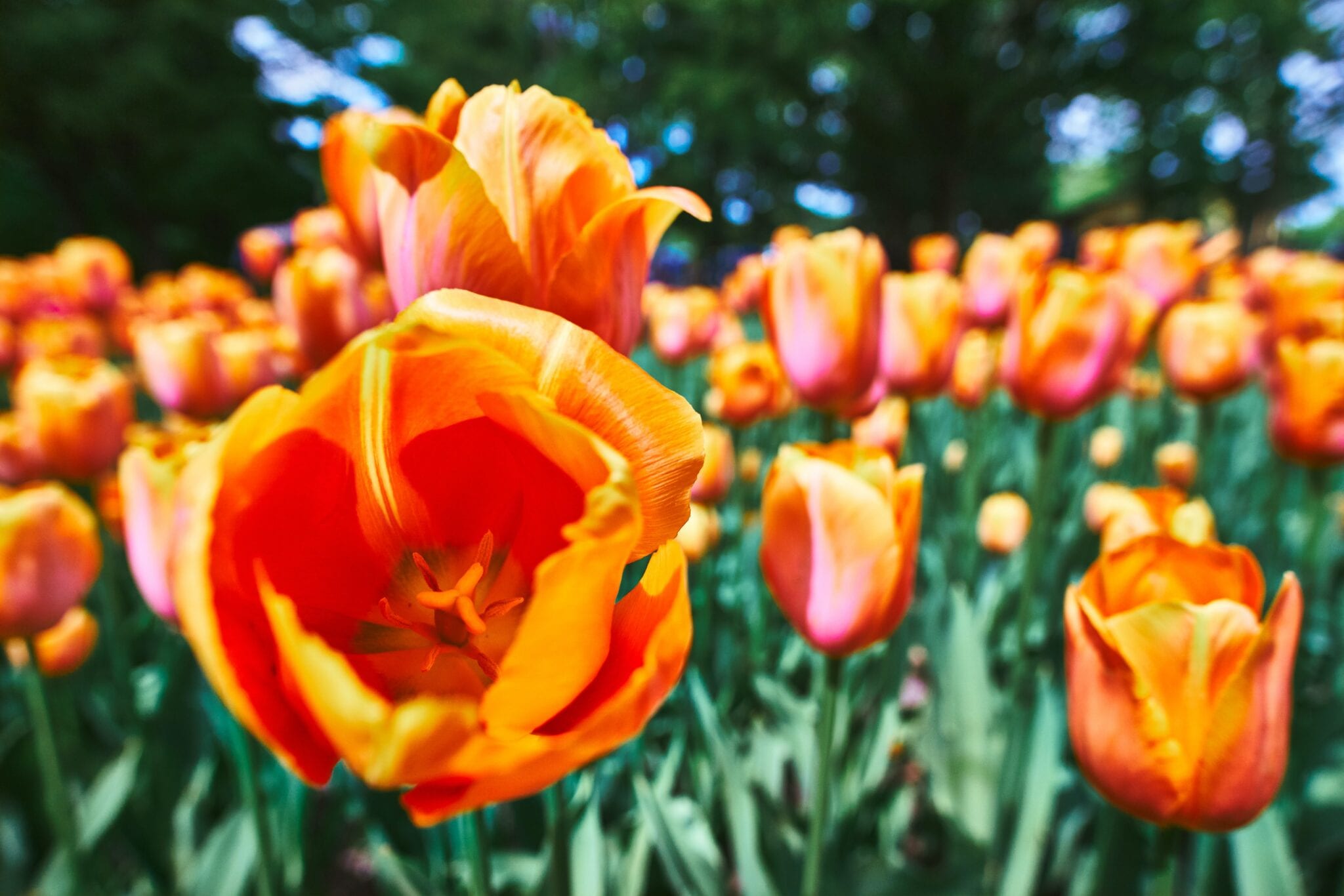 Keukenhof virtueel