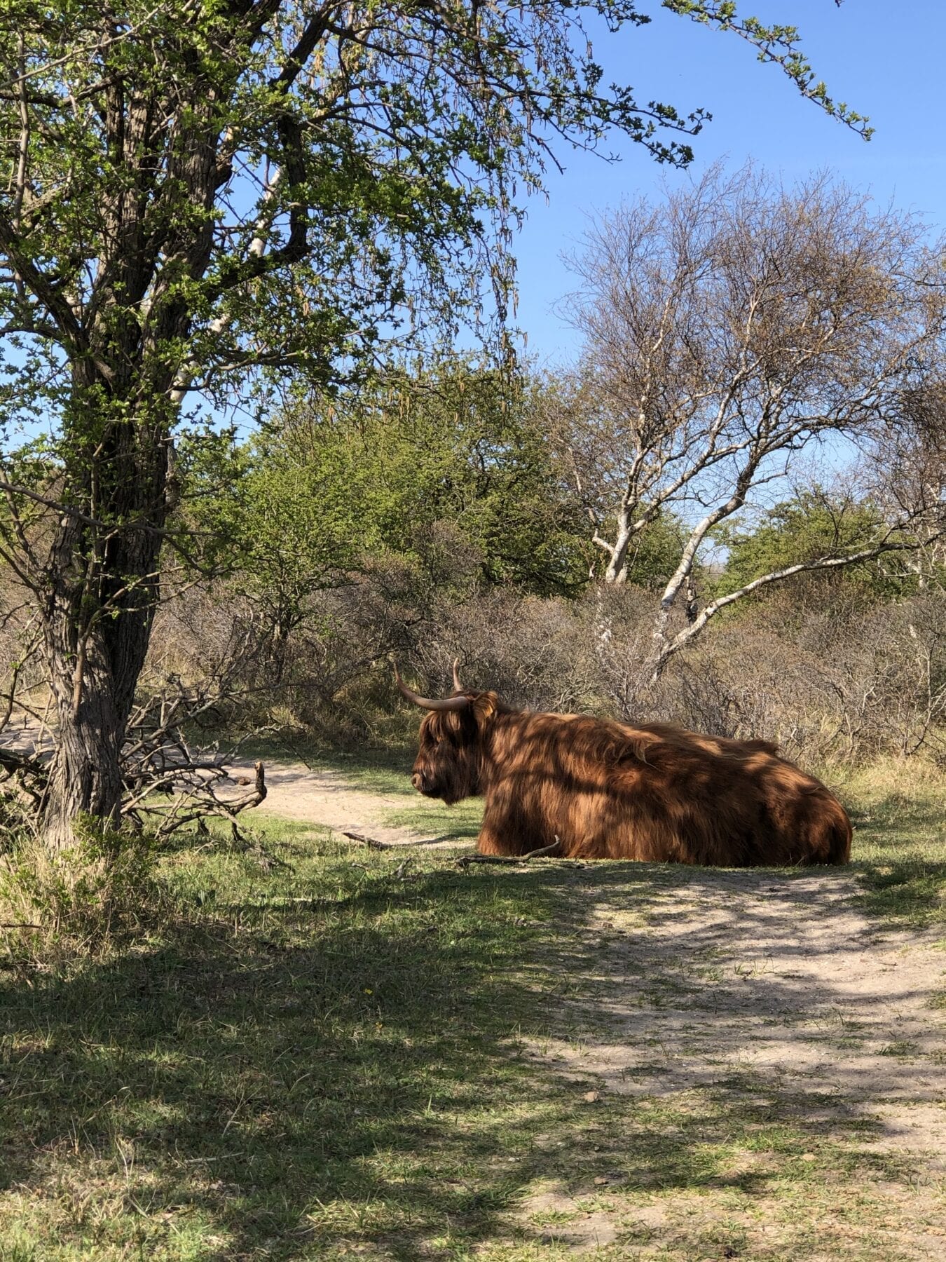 Wandelen Kennemerduinen