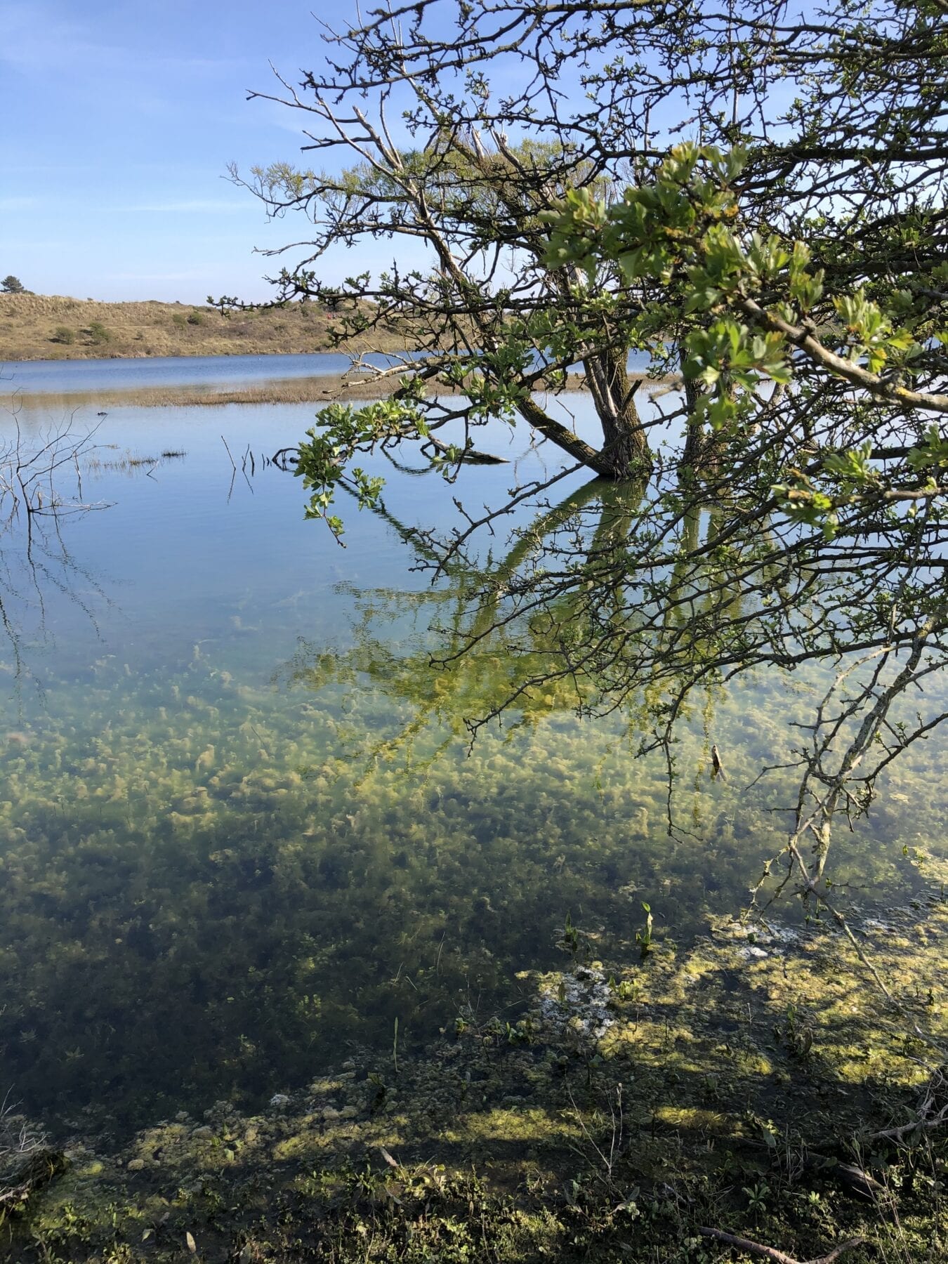 Wandelen Kennemerduinen
