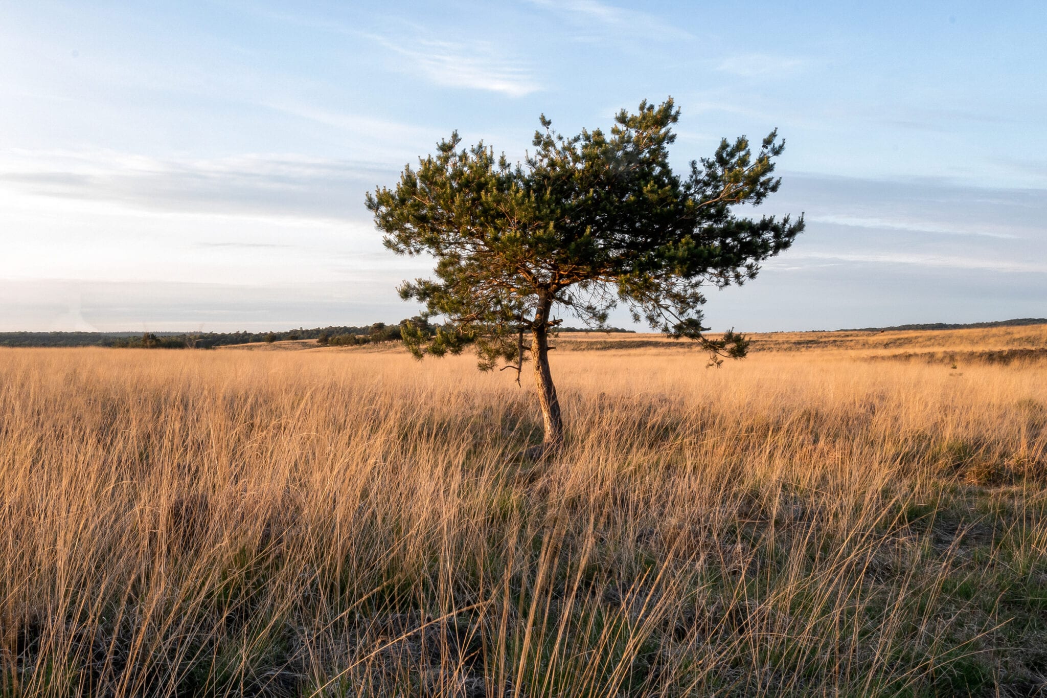 Veluwezoom Jeroen van Rooijen header