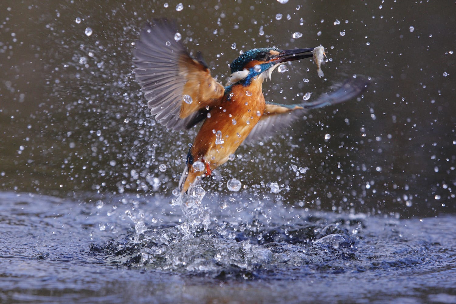 IJsvogel in nationaal park Nieuw Land