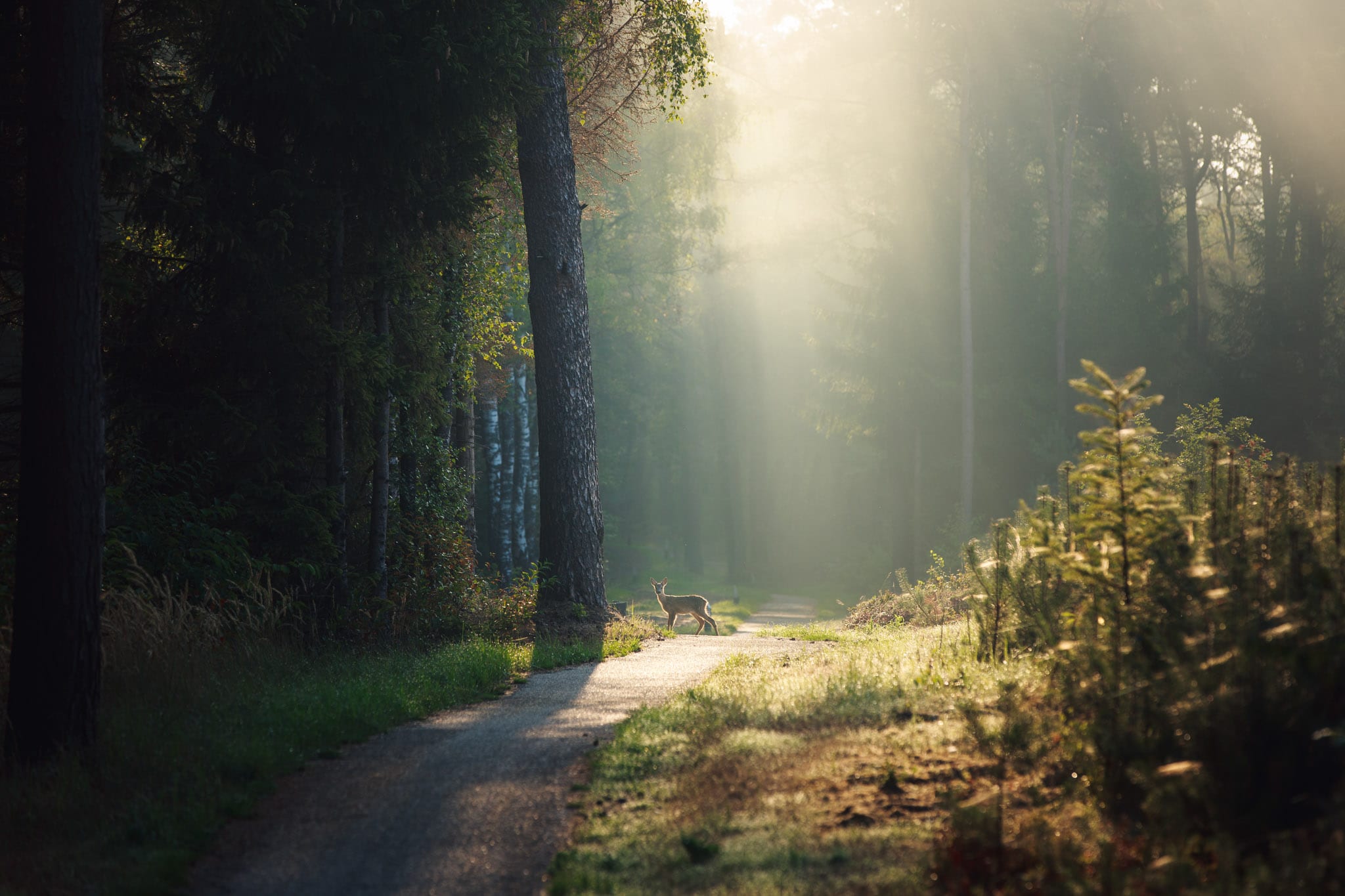 Nationaal Park de Sallandse Heuvelrug foto Ronald Jansen 6