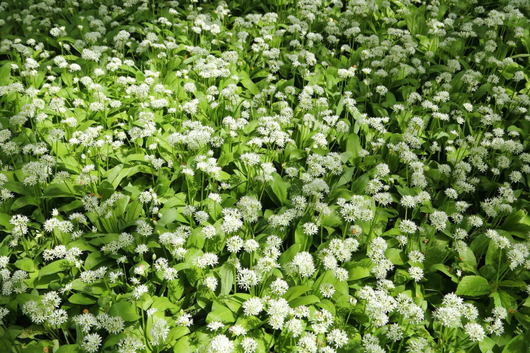 10 eetbare wilde planten uit de Nederlandse natuur - The Outdoors