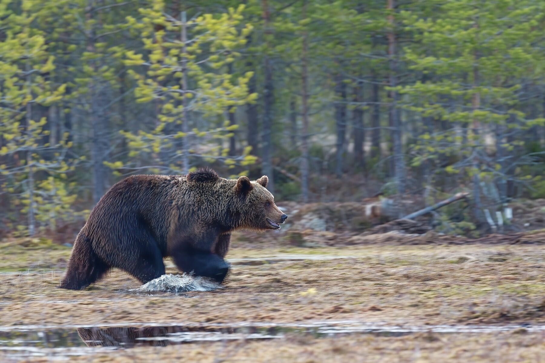 Wildernis Survival, in welke landen in Europa vind je nog échte wildernis?