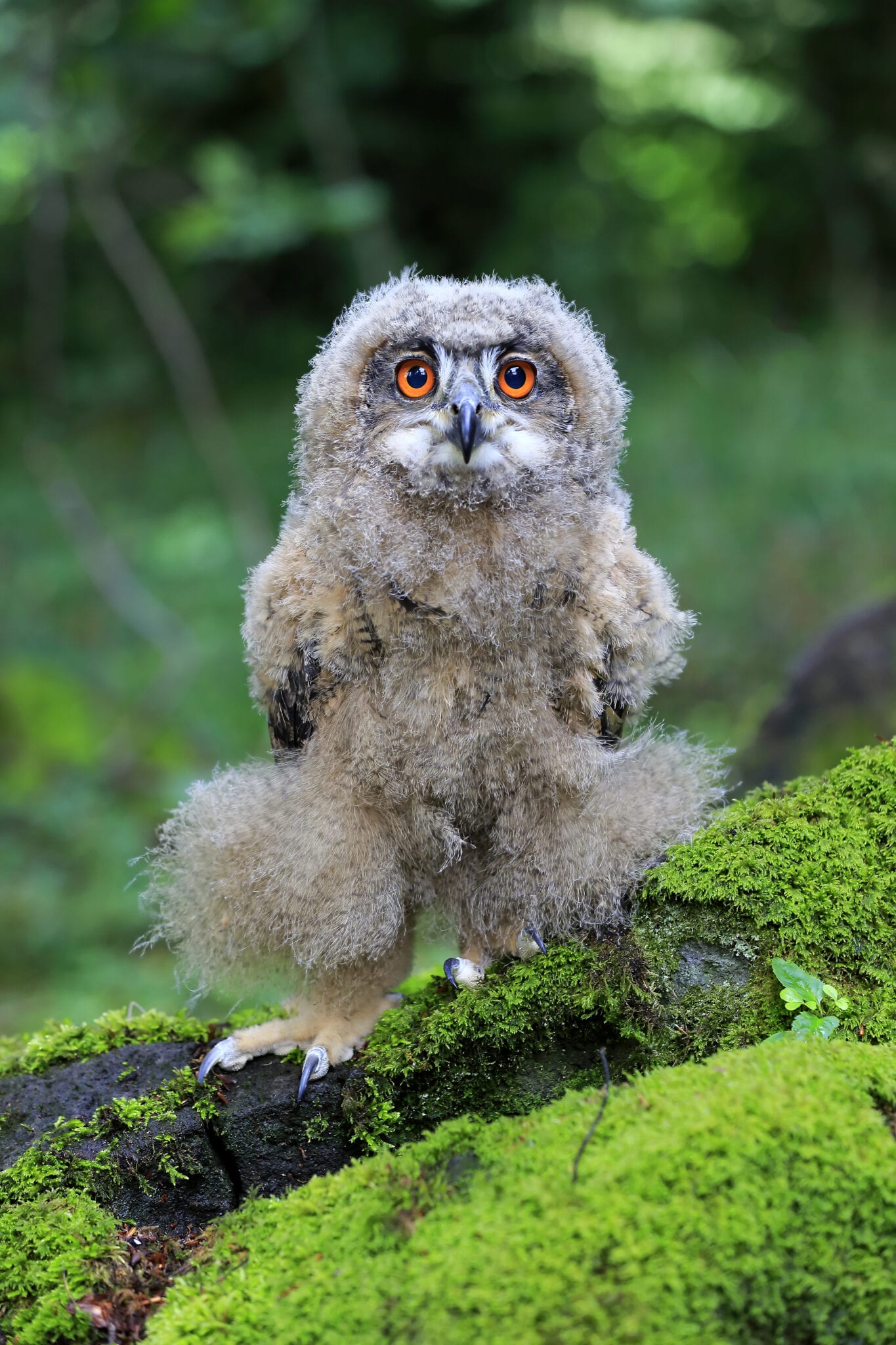 Kraamkamer van Moeder Natuur Uil