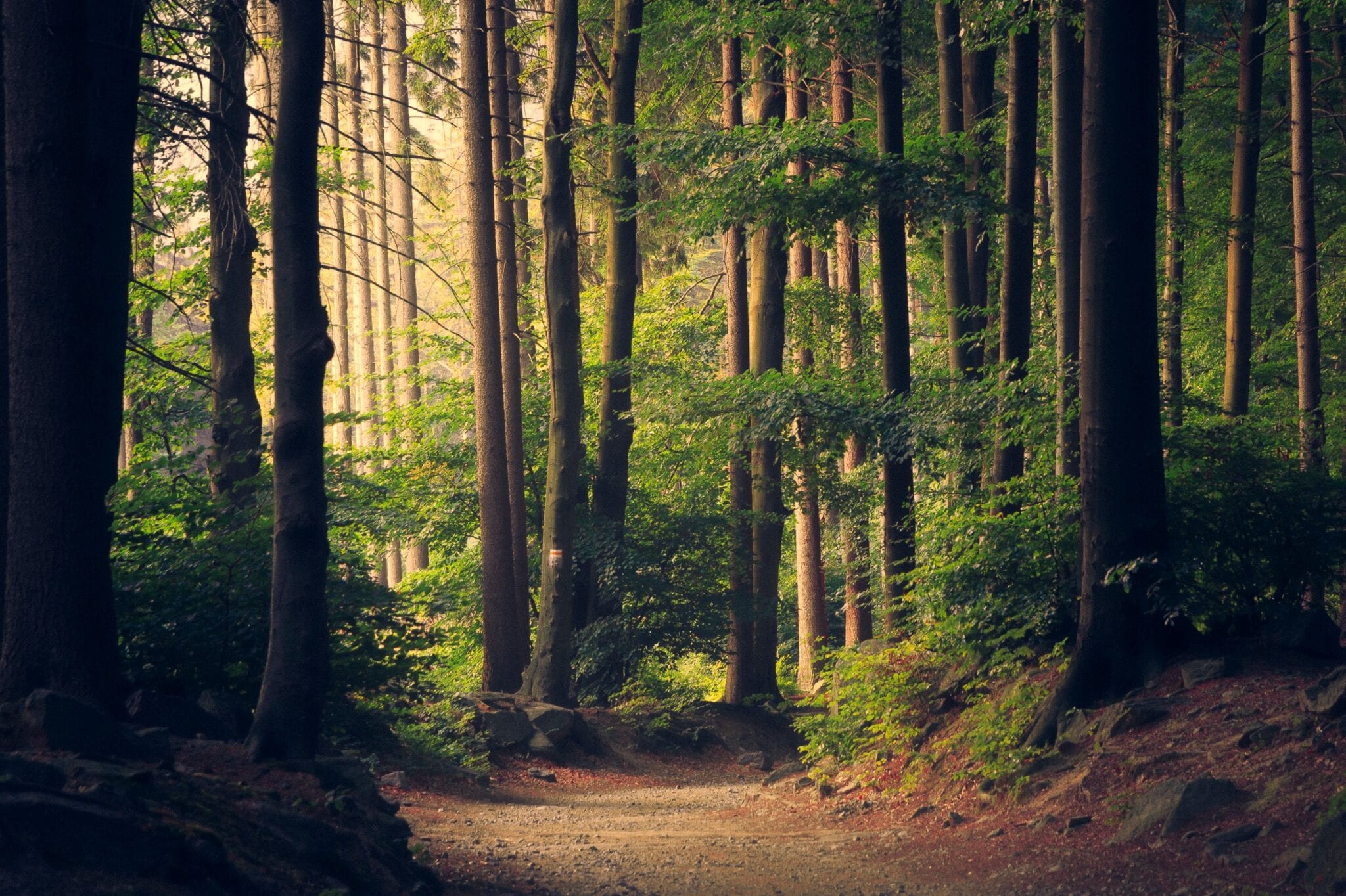 Natuur en gezondheid bos