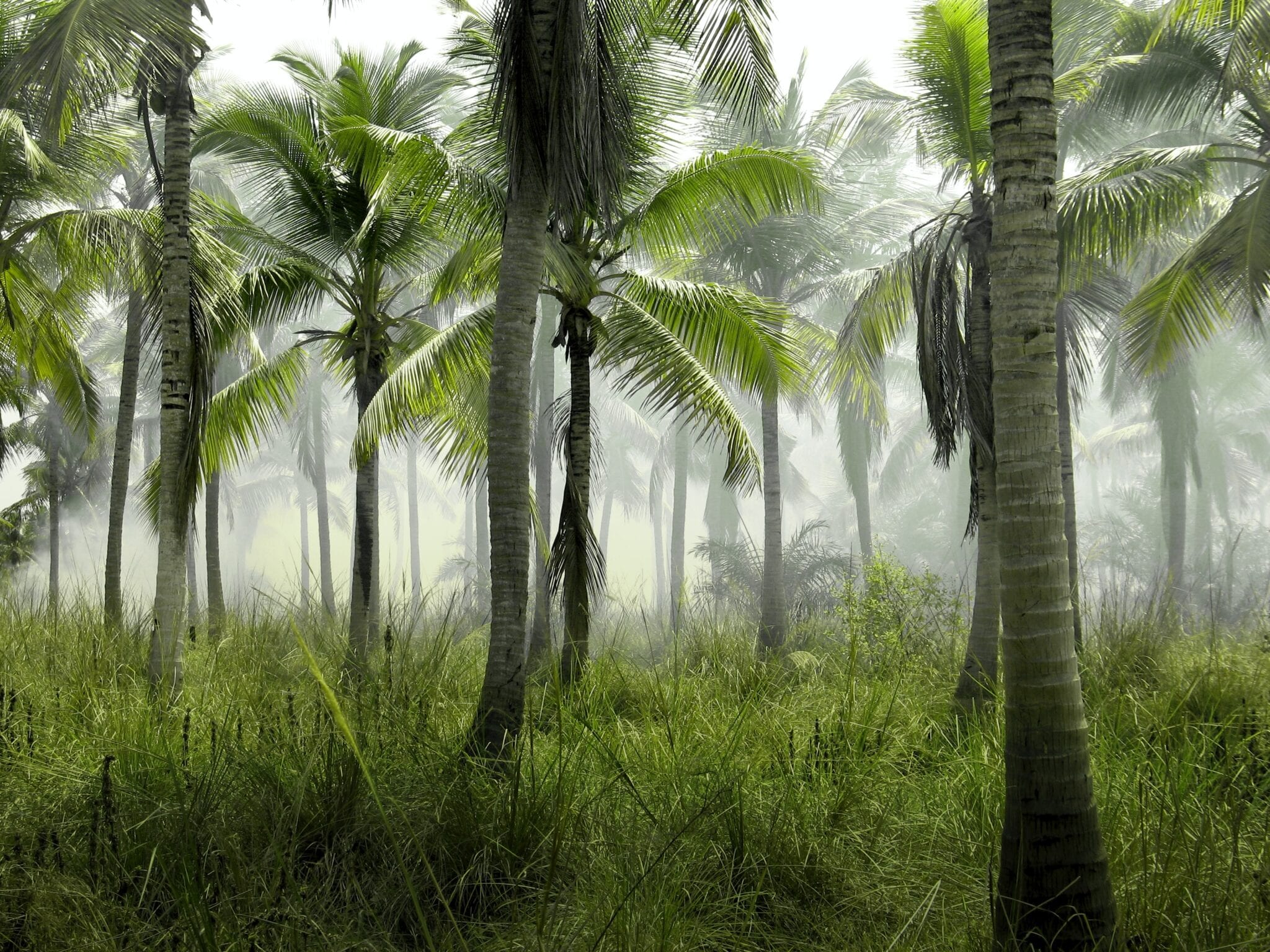 Ecosysteem regenwoud