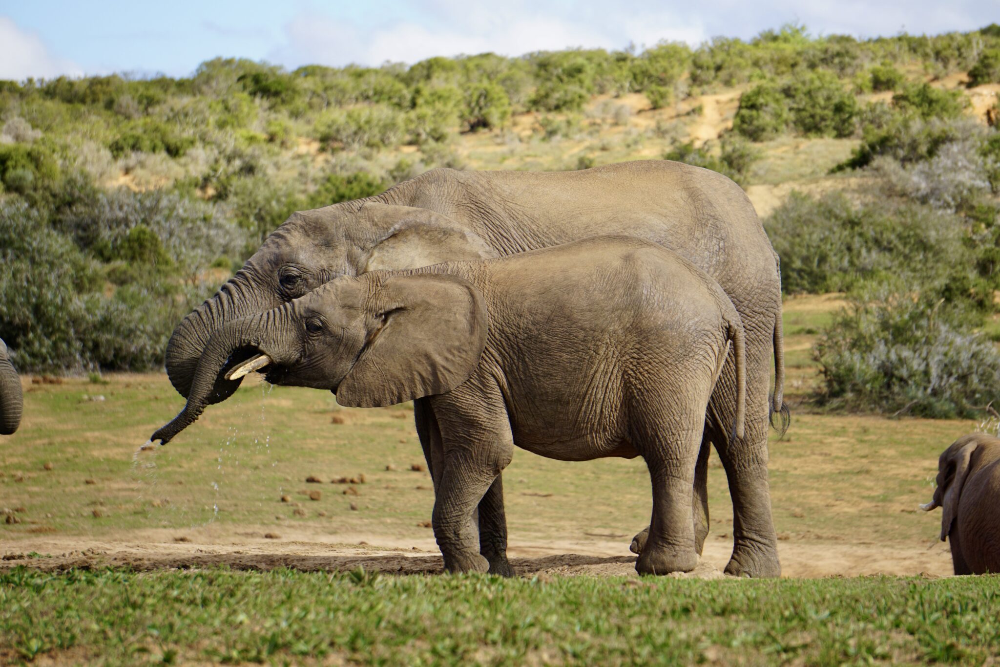 big five Afrika olifanten