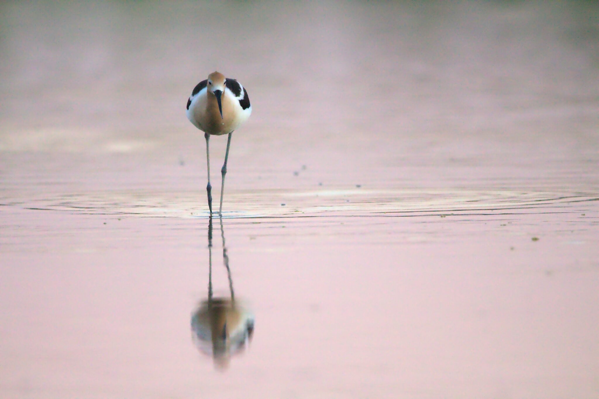 waddengebied_trekvogel