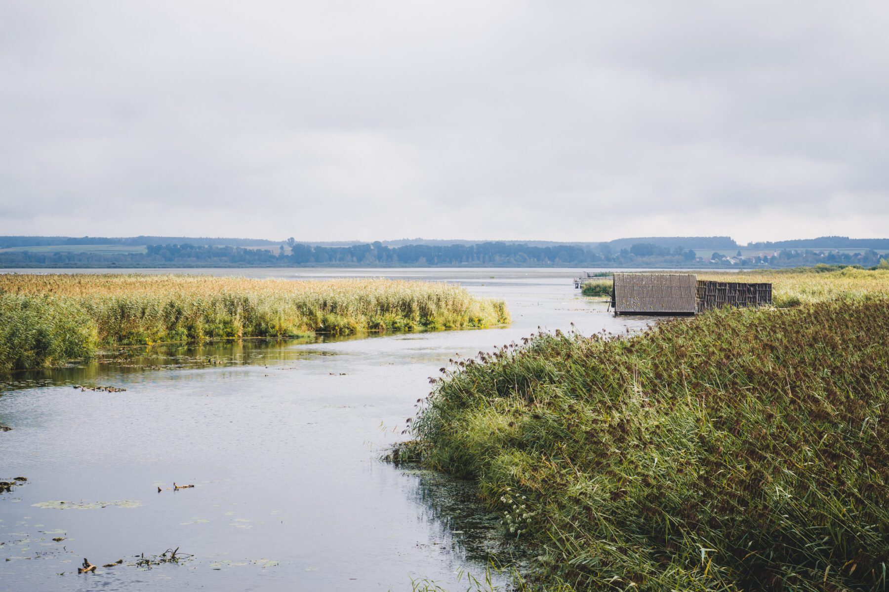 Federsee Oberschwaben