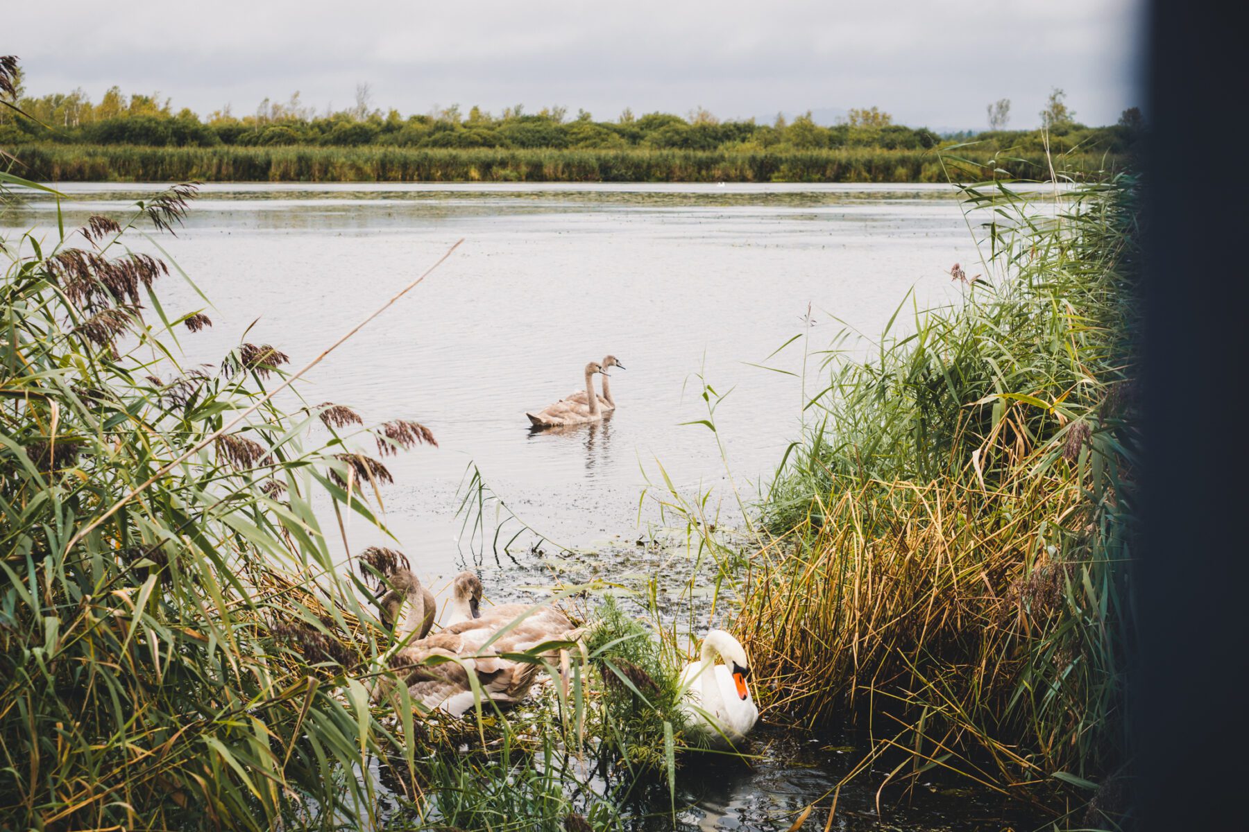 Federsee Oberschwaben