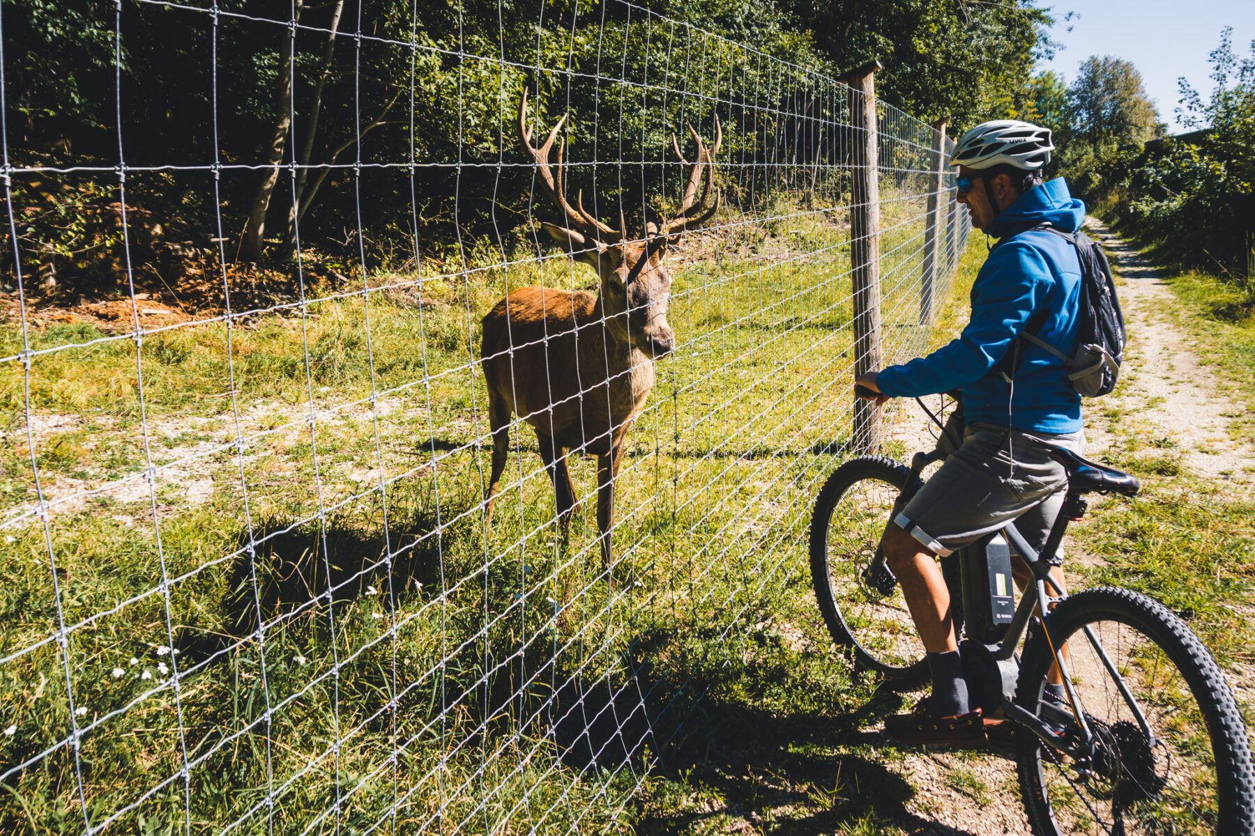 Truppenübungsplatz Münsingen wildlife