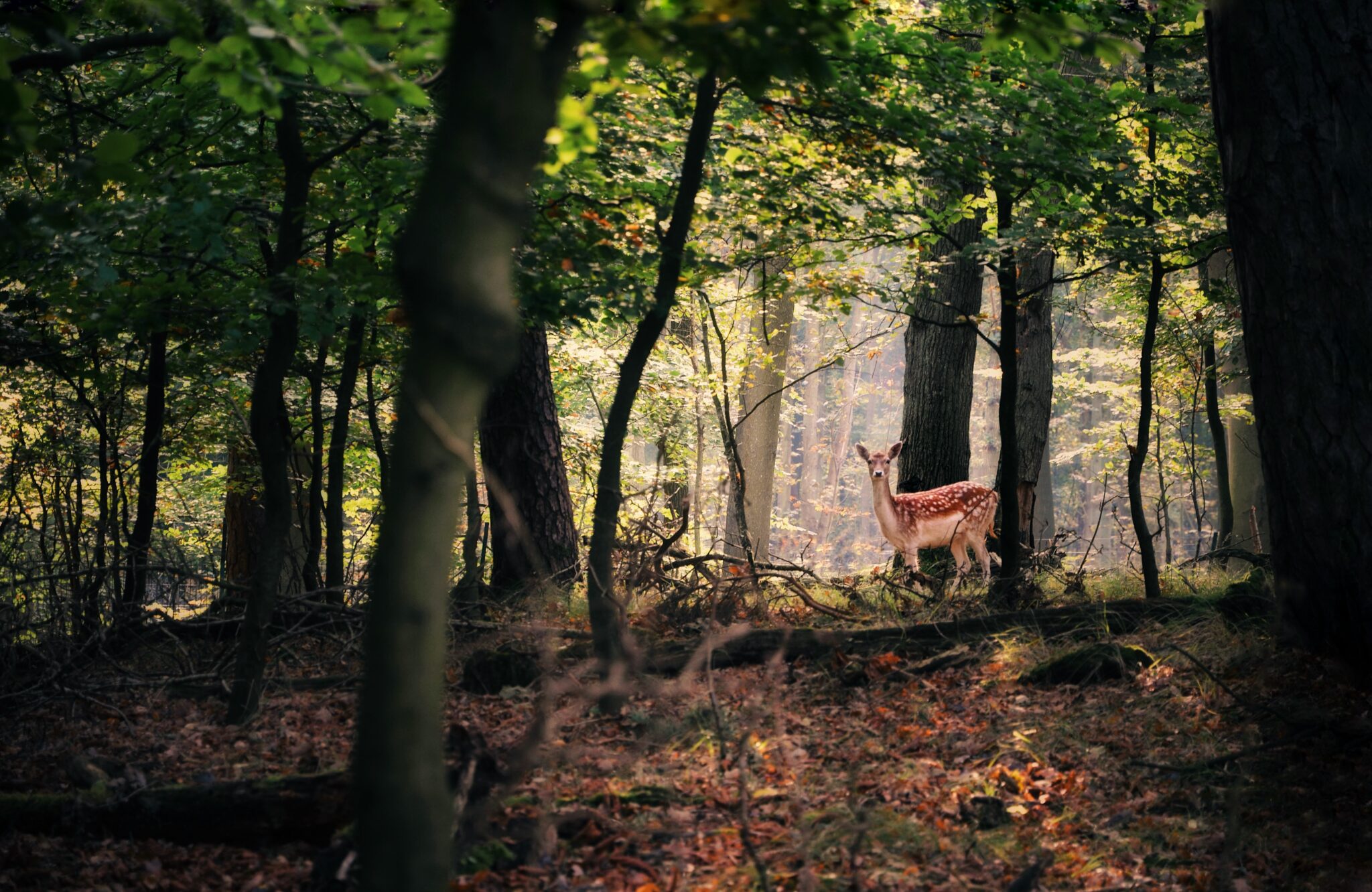 Amsterdamse Waterleidingduinen