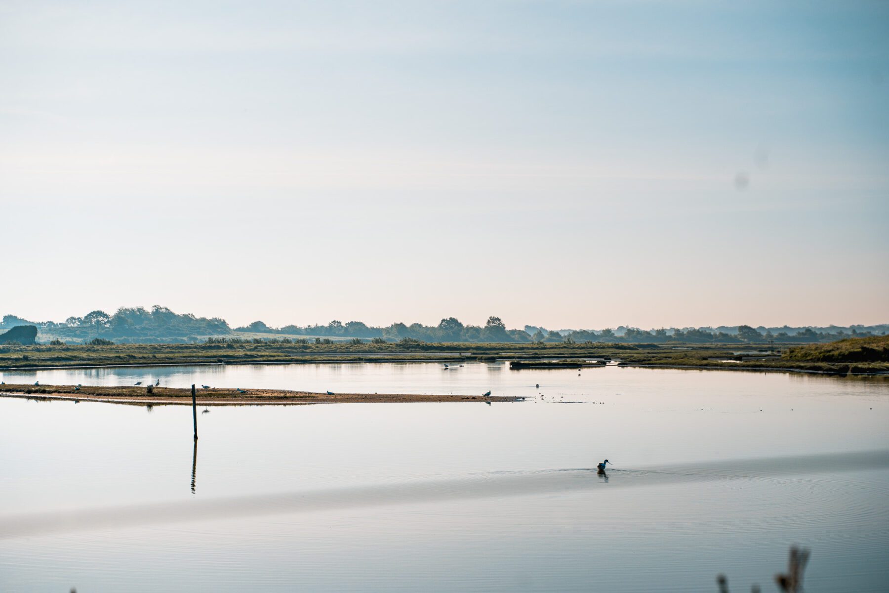 vogelspotten bretagne-golf van morbihan