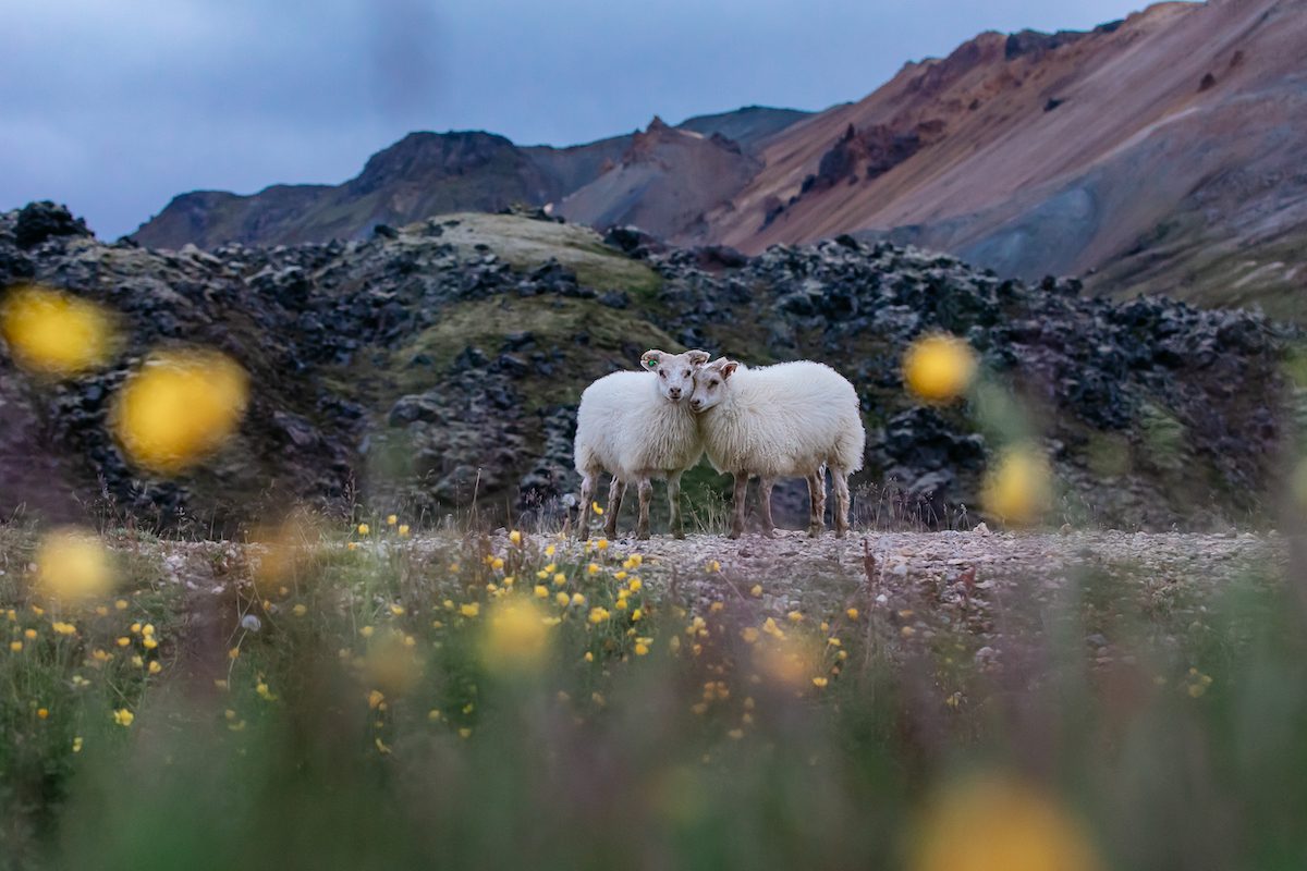 Schapen in de natuur IJsland