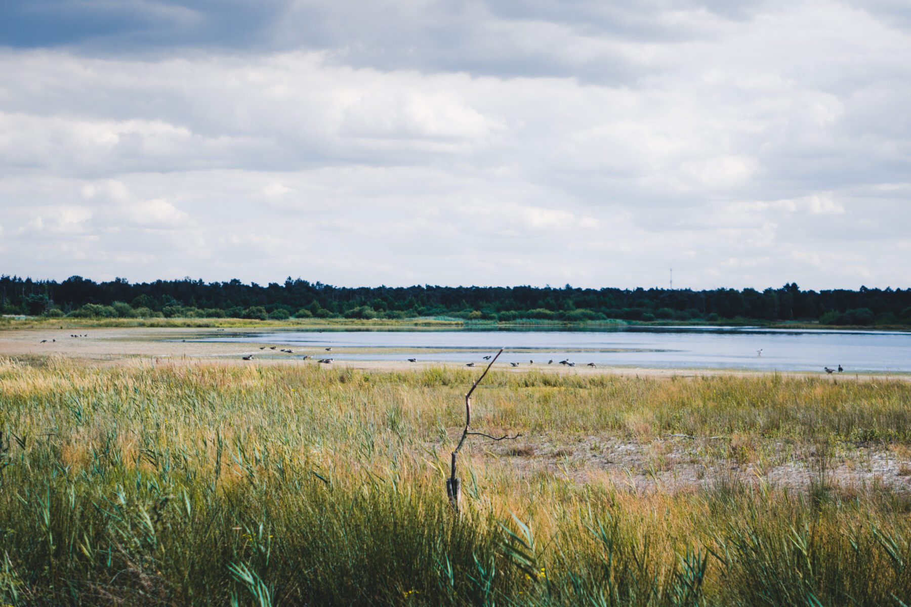 De Strabrechtse Heide