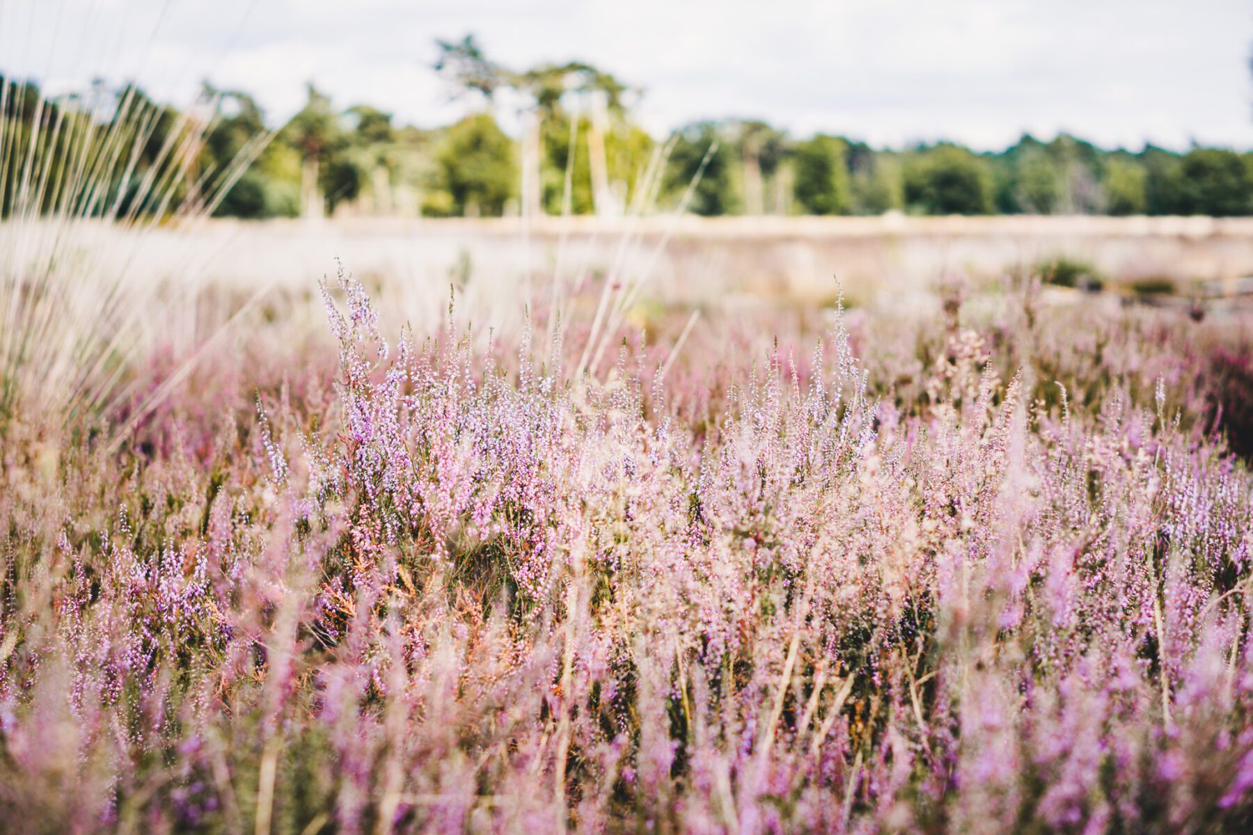 Strabrechtse heide