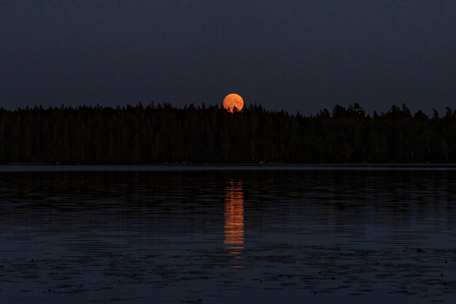 Nordic Woods volle maan