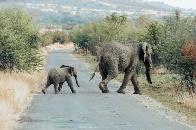 rondreis Zuid-Afrika olifanten