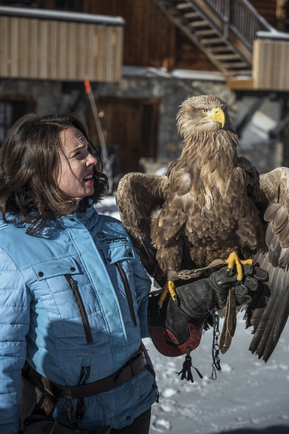 Roofvogels spotten bij Morzine