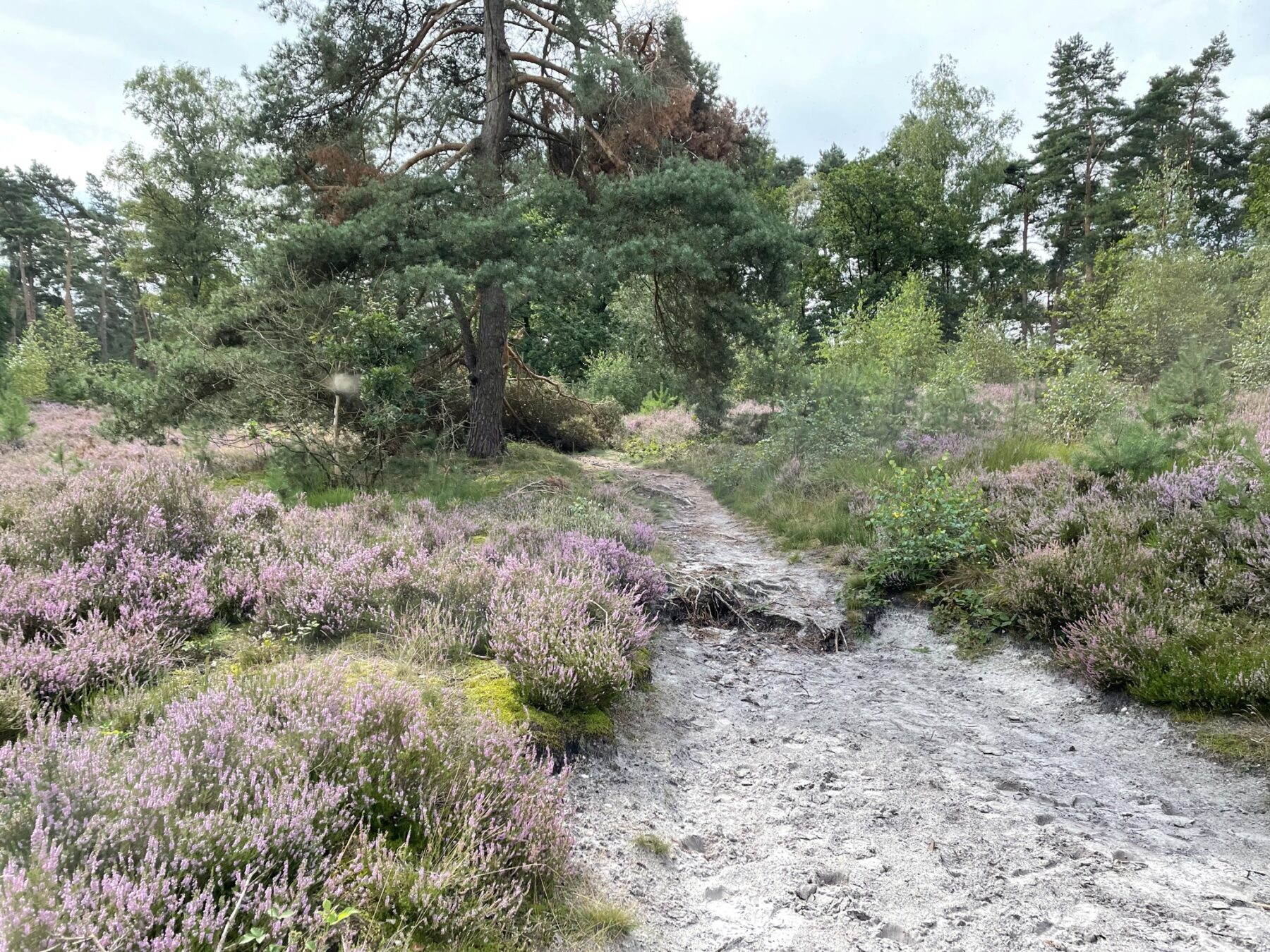 Brunsummerheide 