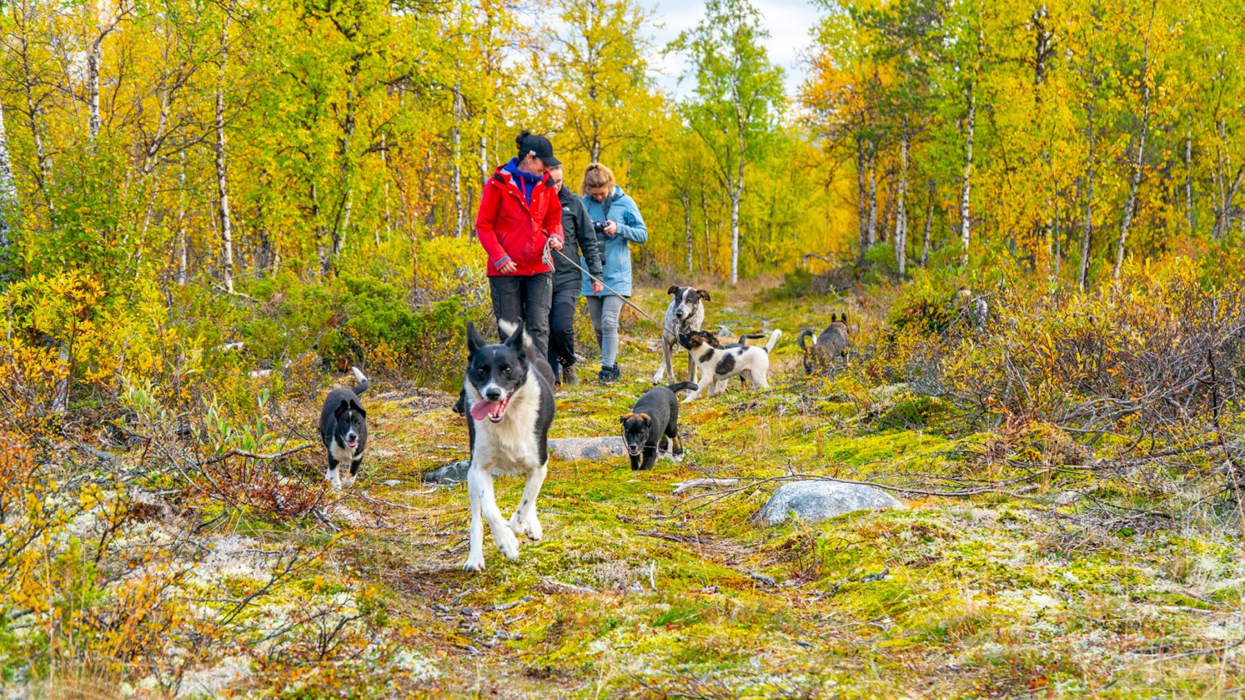 Huskies in lapland