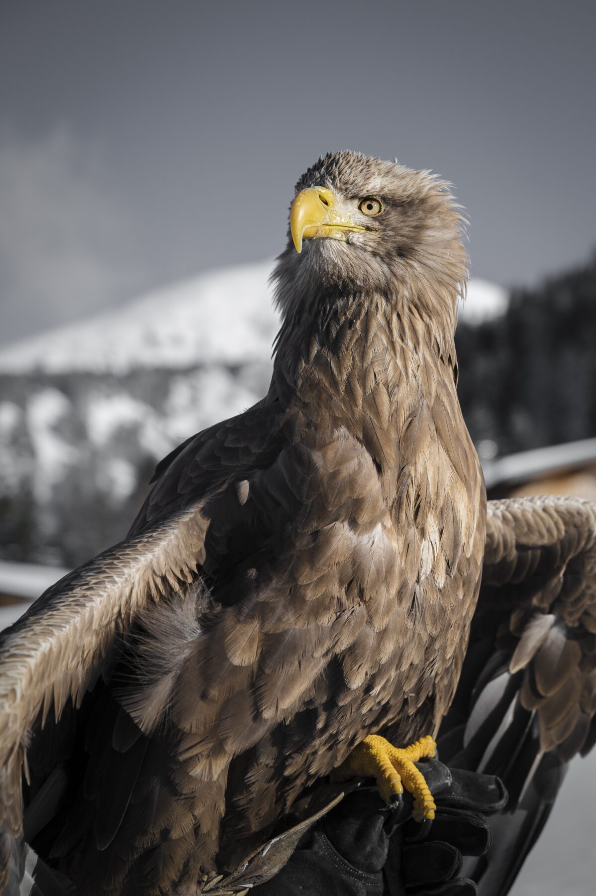 Roofvogels spotten bij Morzine