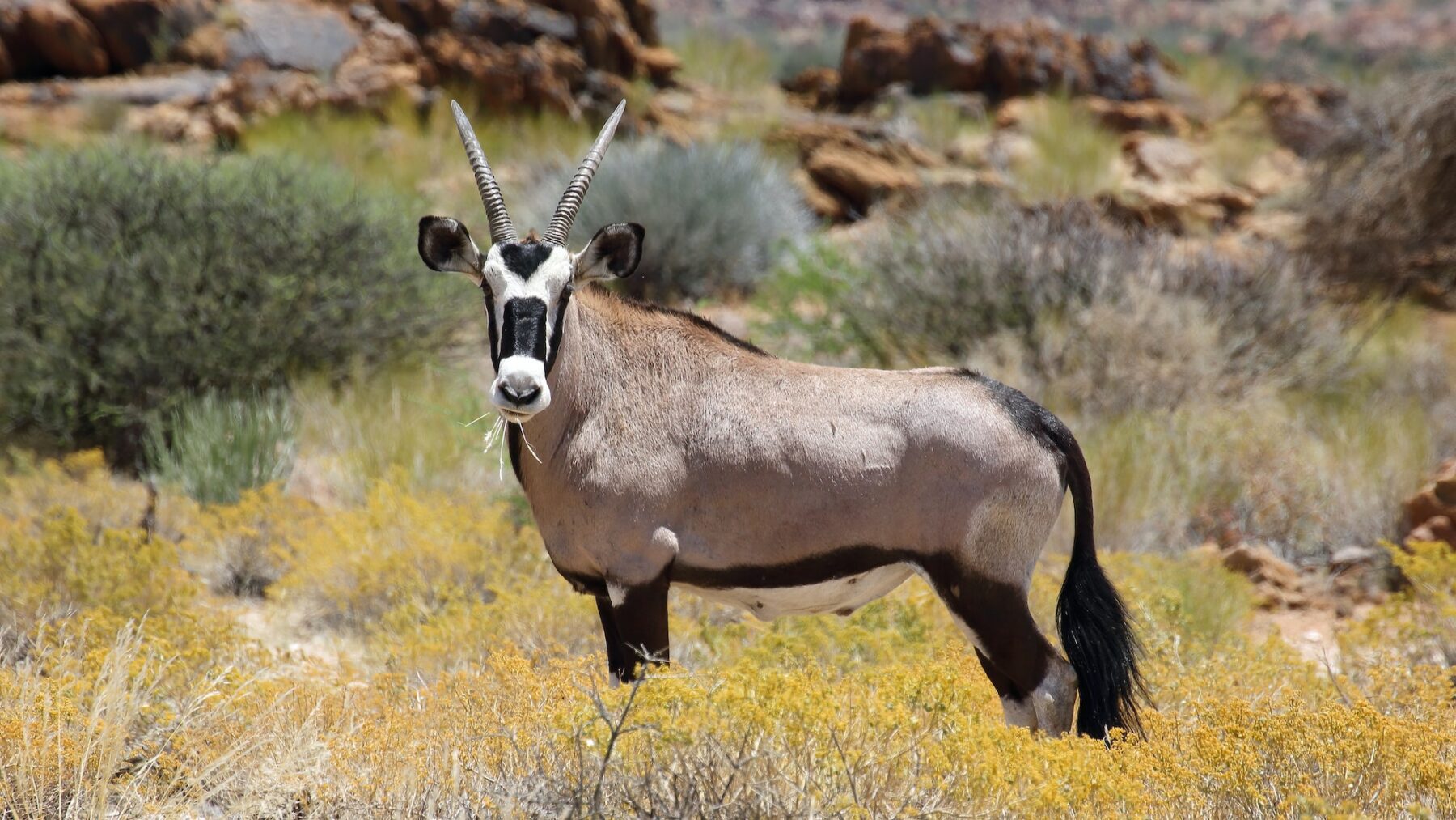 De antilope tijdens outdoor activiteiten in Zuid Afrika