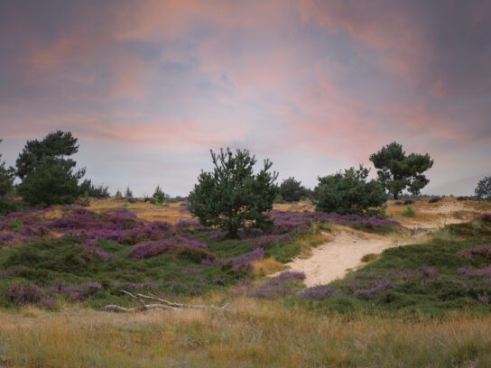 Drents Friese Wold