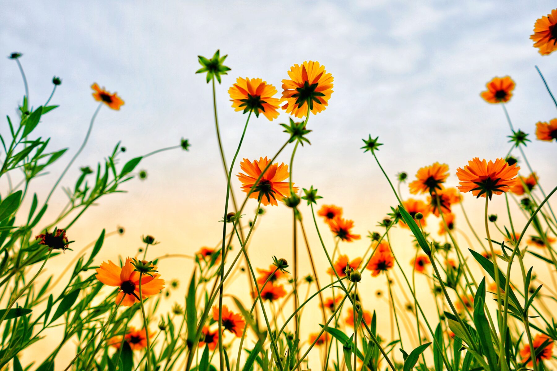 Bloemen fotografie zon