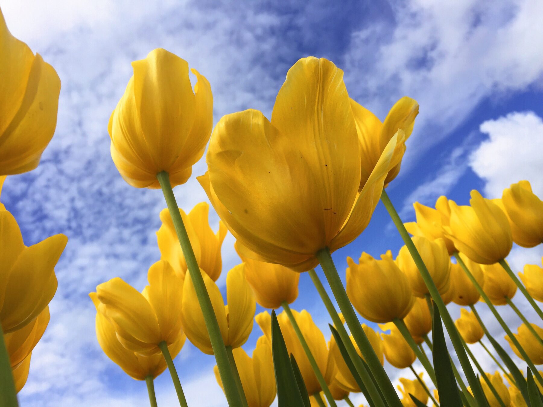 Bloemen fotografie van onder