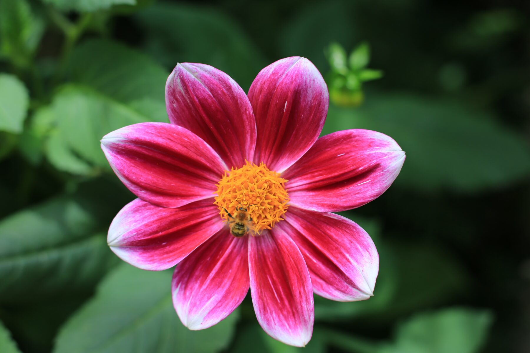 Bloemen fotografie bovenaf