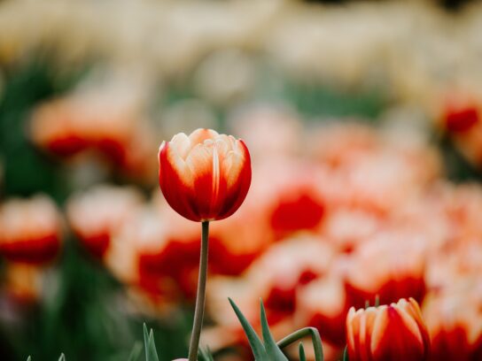 Bloemen fotografie