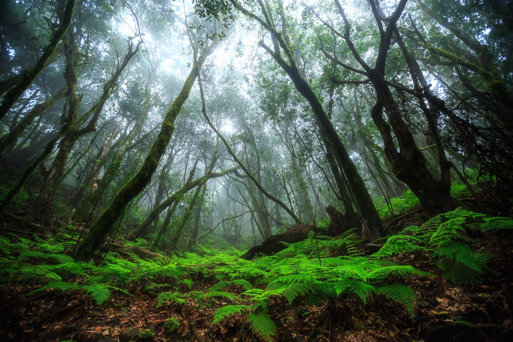 La Gomera El Cedro