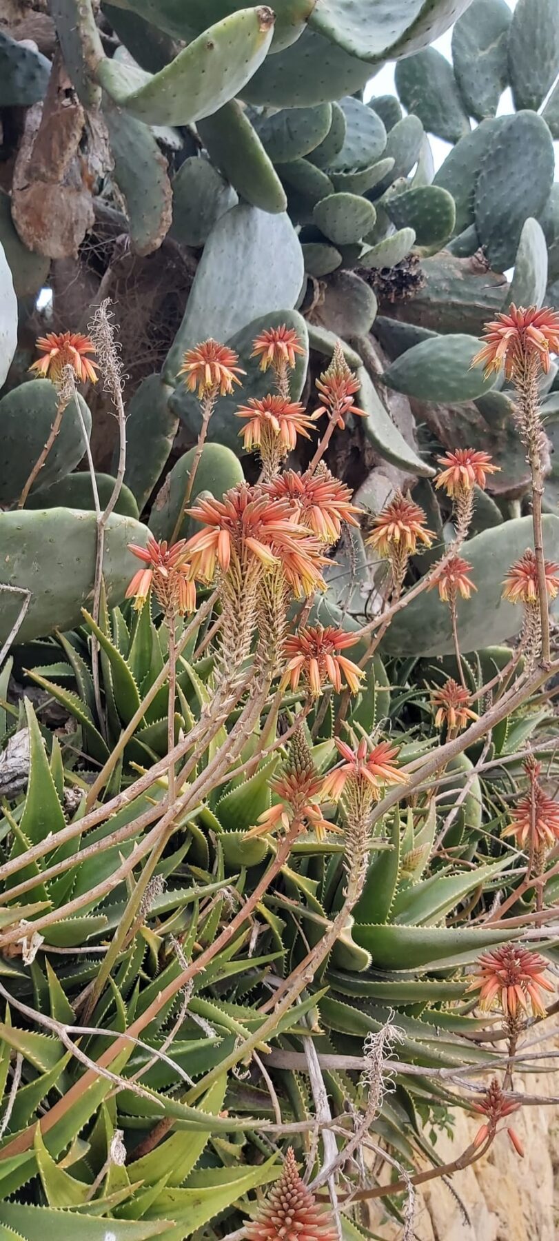 Flora en fauna, oranje-rode bloem en cactussen 