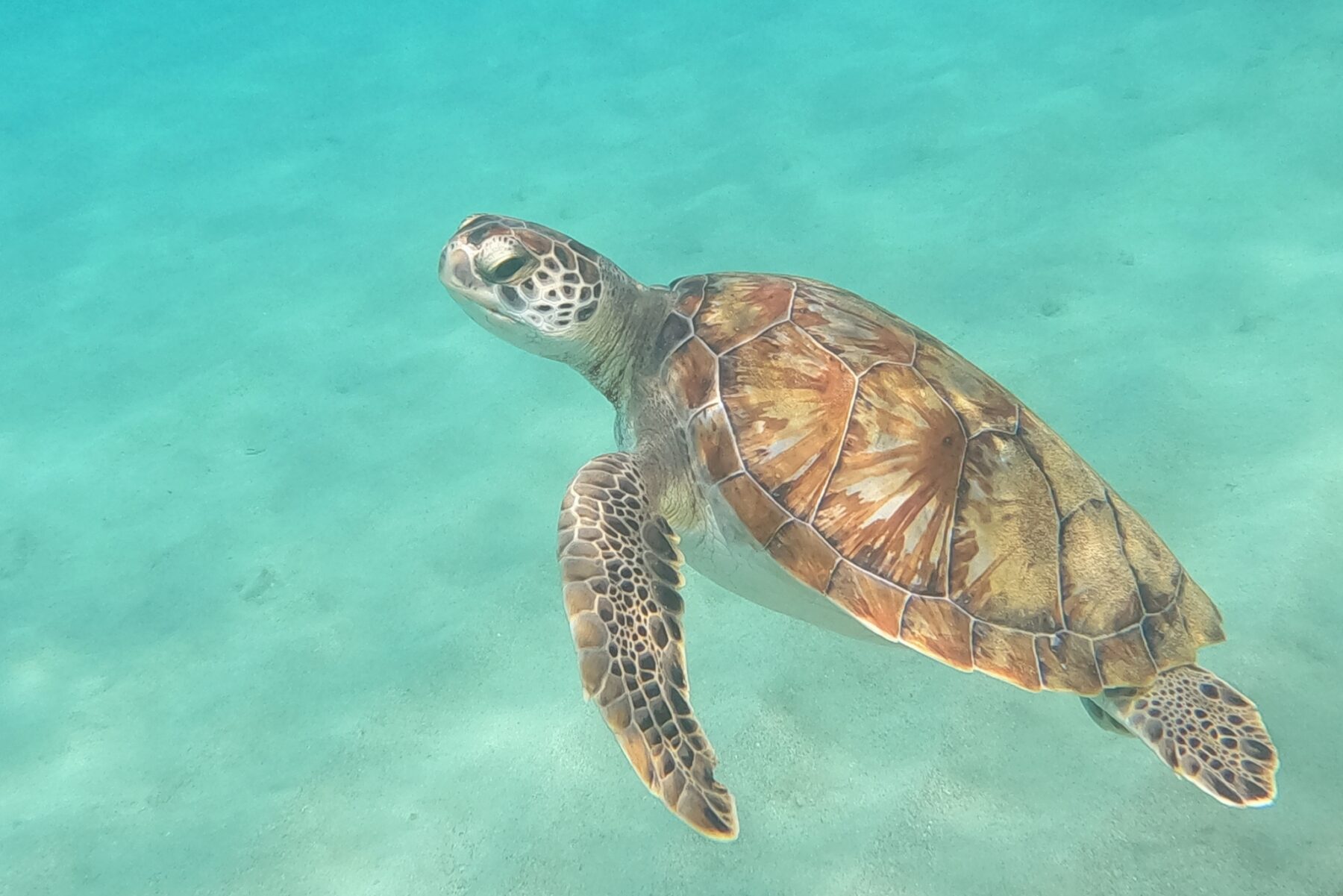 Snorkelen met zeeschildpadden bij Playa Grandi op Curaçao