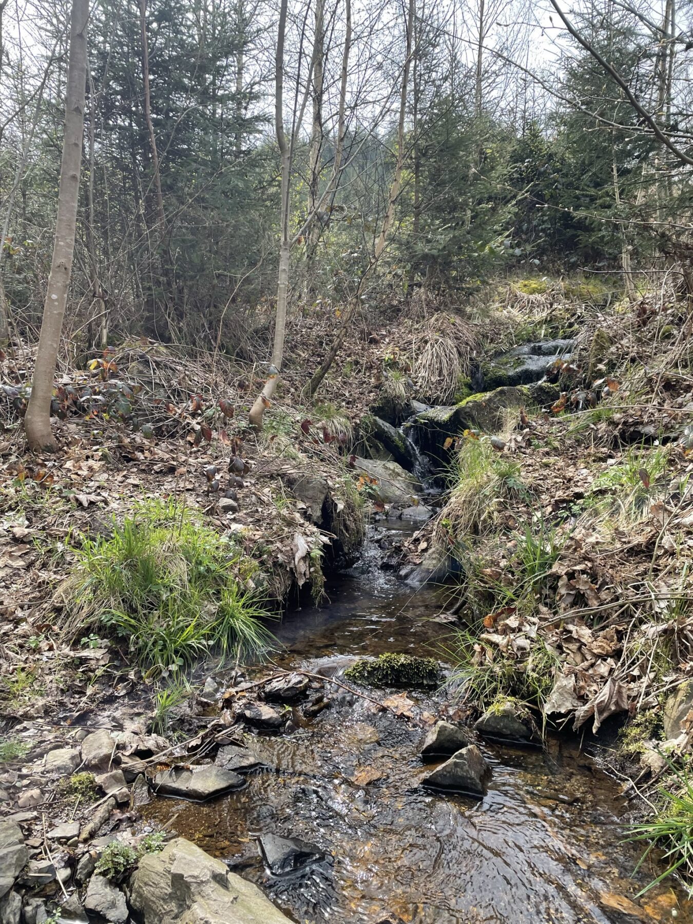 Extratrail Stavelot - Beekje