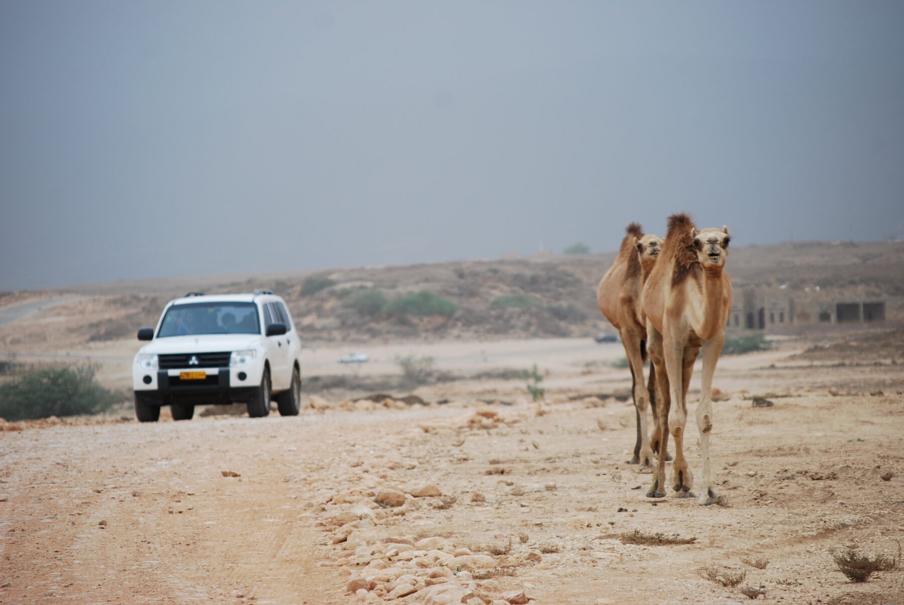 Kamelen tijdens een roadtrip door Oman