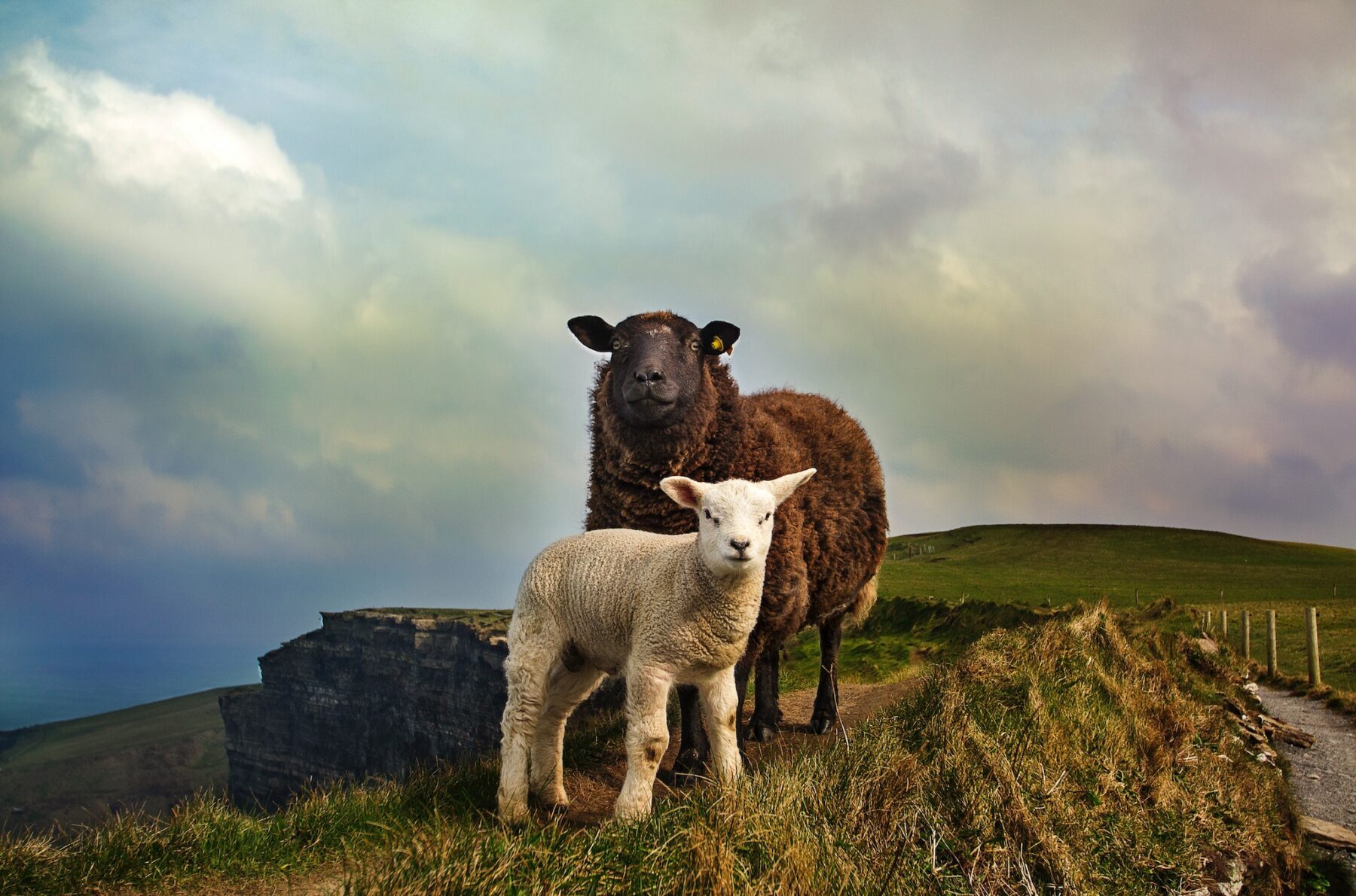 Cork Sheep