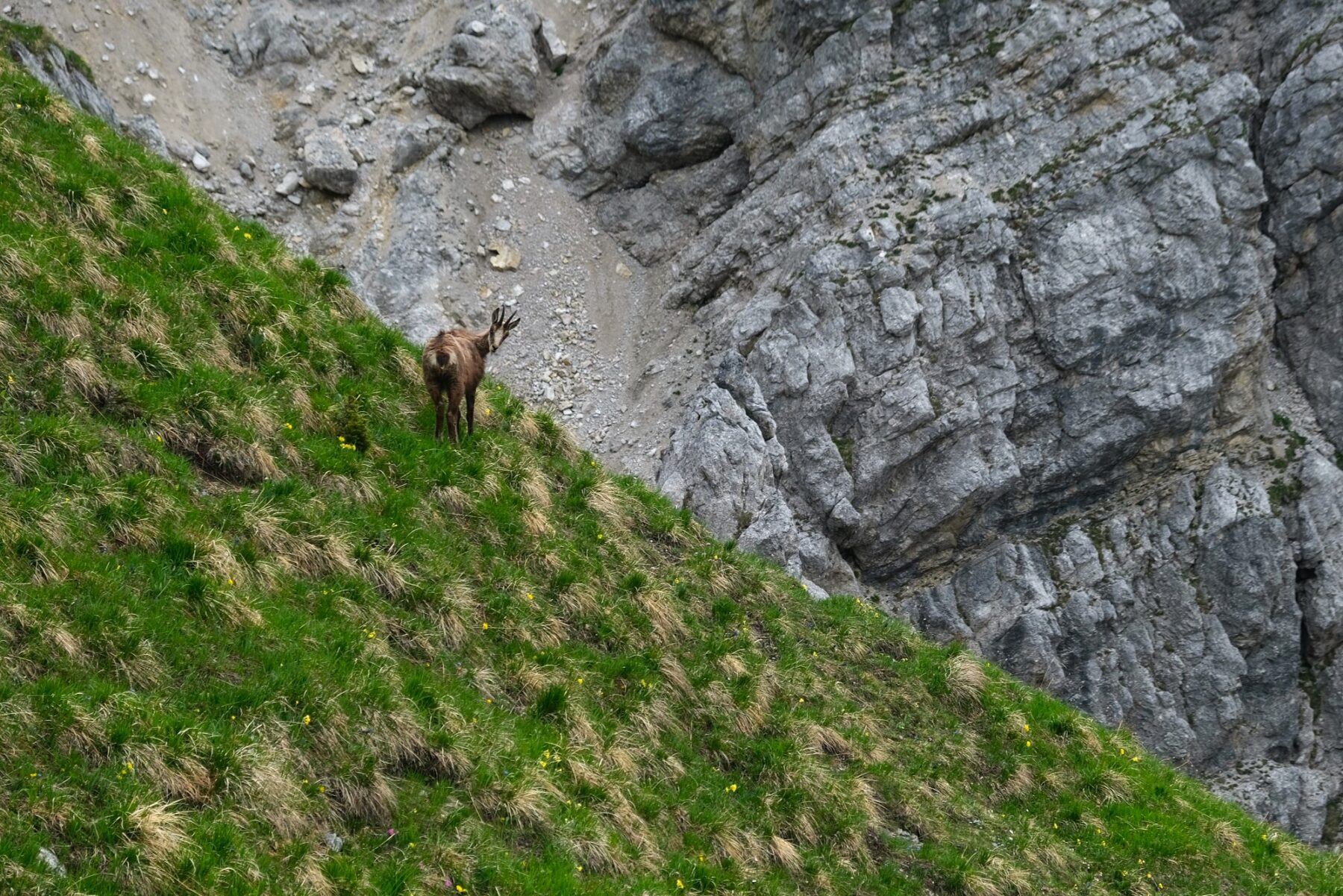 Wild spotten tijdens je vakantie in het Karwendel? Deze gems laat zich alleen tijdens de vroege uurtjes zien.