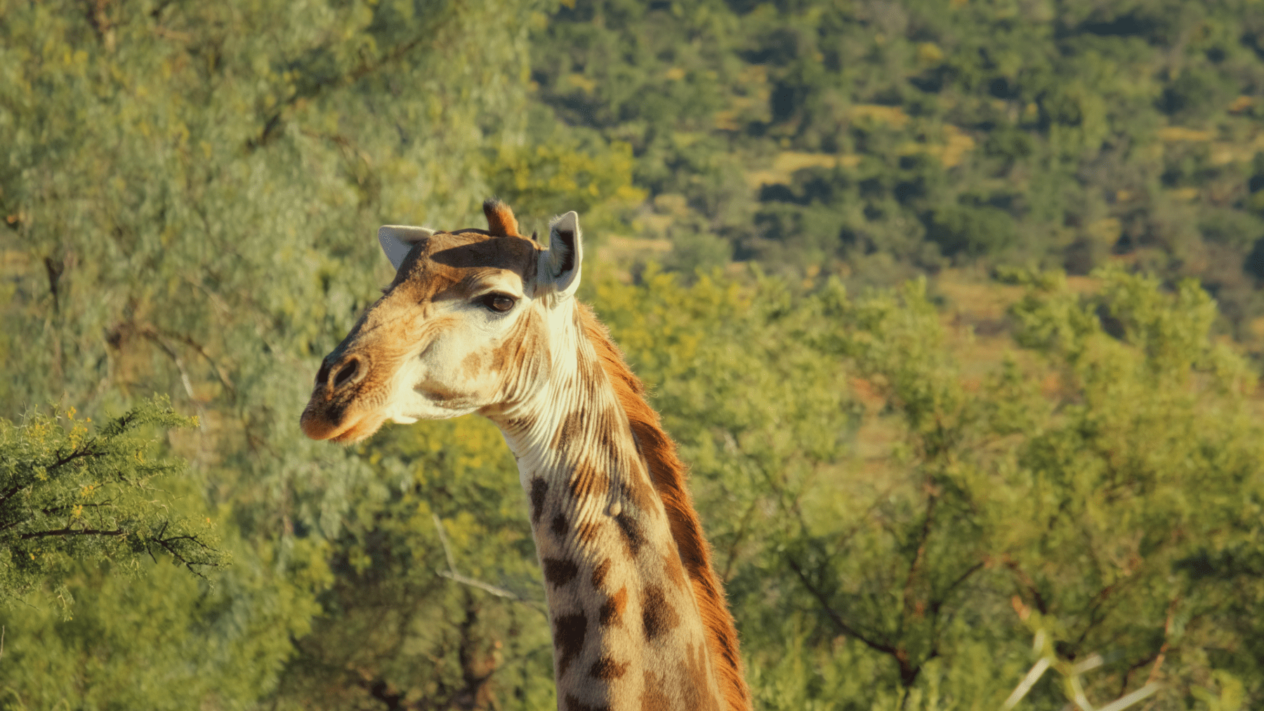 Giraf tijdens avonturen in Zuid-Afrika