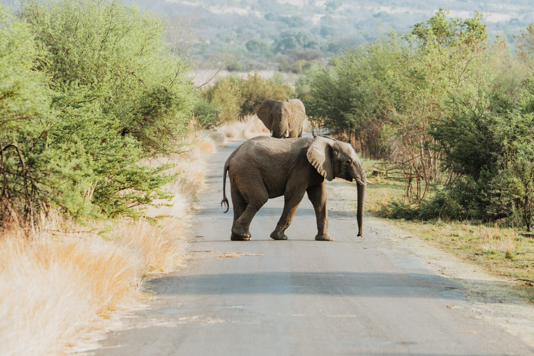 Olifanten tijdens avonturen in Zuid-Afrika