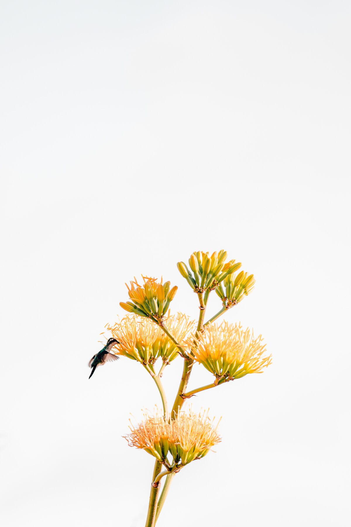 Kolibrie op bloem 