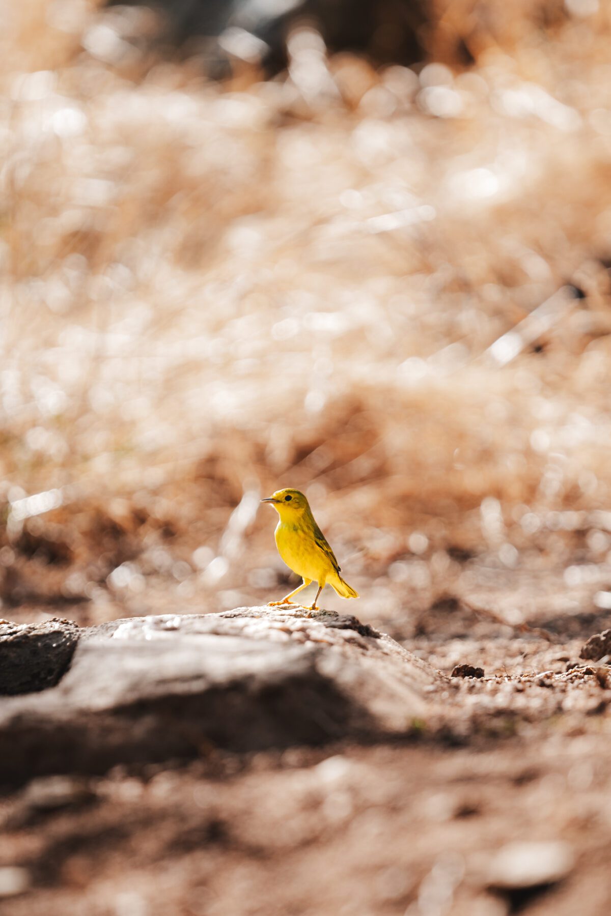 Yellow Warbler, Mangrovezanger Aruba