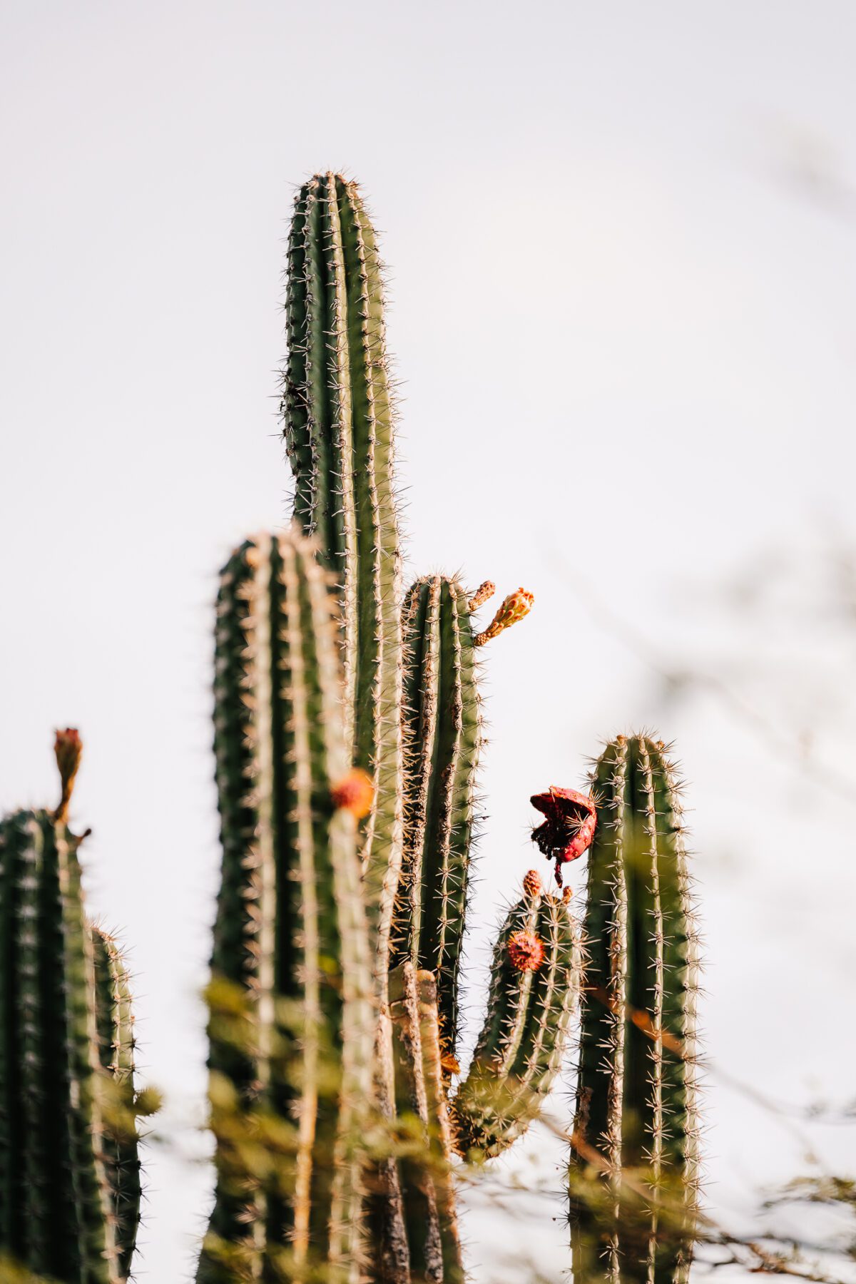 Cadushi cactus